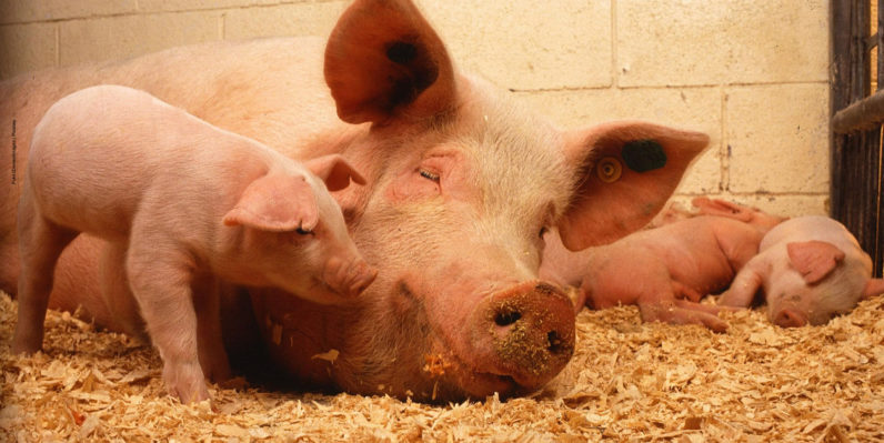 pigs-387204_1920